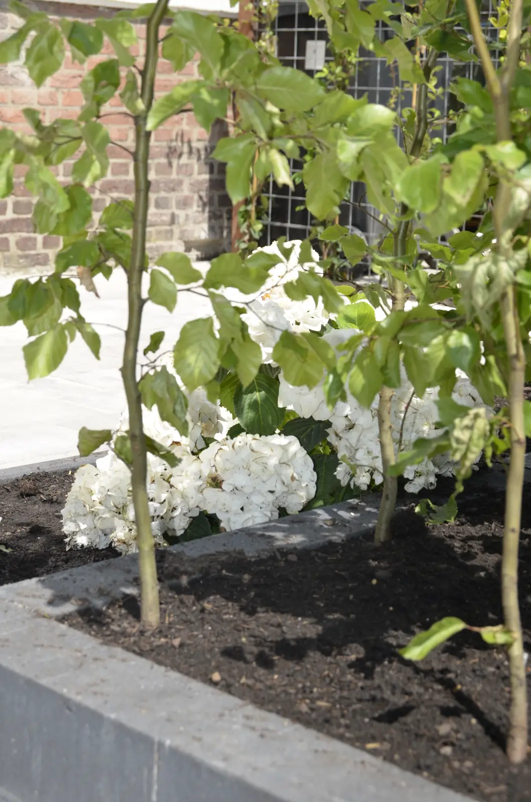 Witte hortensia's en een meerstammige boom in een border met cortenstalen rand