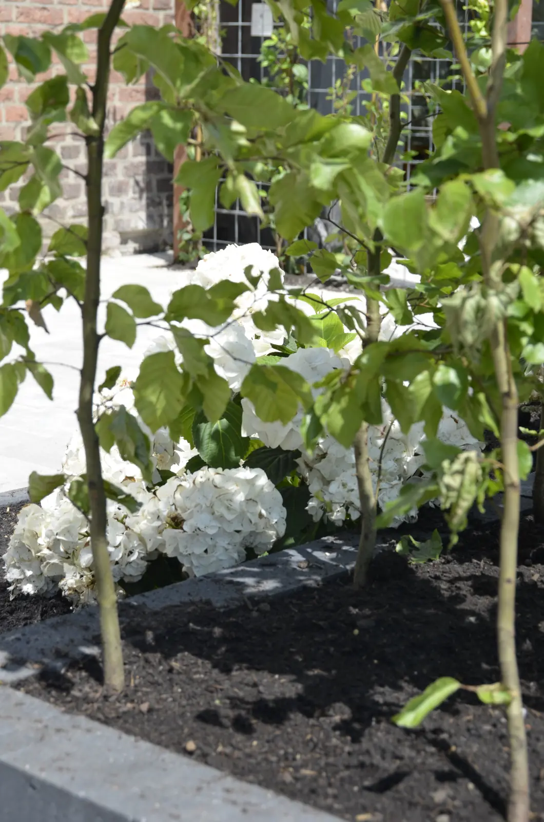 Jonge meerstammige boom boven een bed witte hortensia's