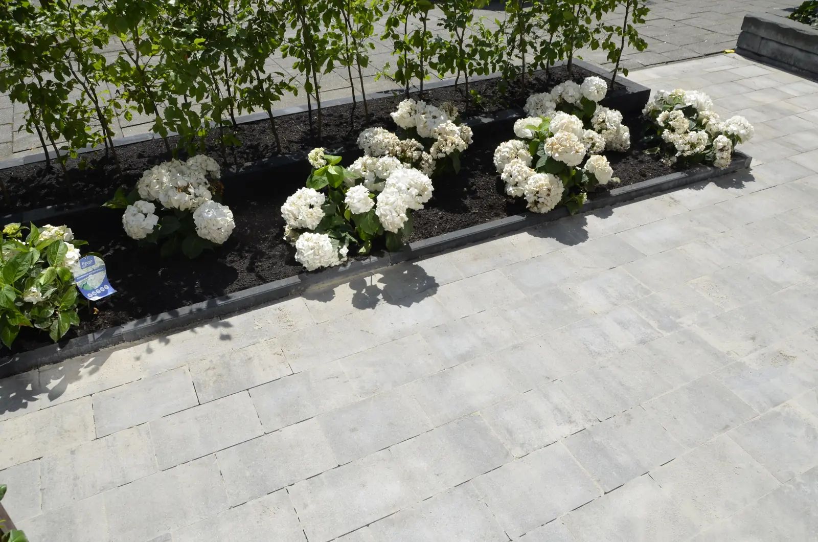Rij witte hortensia's langs de bestrating naar de voordeur